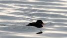 Velvet Scoter, Male, Denmark 14th of July 2009 Photo: Hans Henrik Larsen