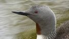 Red-throated Loon, Sweden 7th of July 2009 Photo: Thomas Bernhardsson