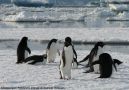 Antarktis 17. november 2008 Foto: Andreas Petersen