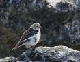 Snow Bunting, Hun - female, Greenland 4th of July 2009 Photo: Carsten Siems