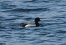 Greater Scaup, adult han, Faeroes Islands 22nd of May 2009 Photo: Silas K.K. Olofson