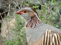 Barbary Partridge, Spain 8th of February 2009 Photo: Torben Laursen