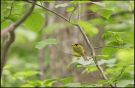 Hooded Warbler, Canada 19th of May 2009 Photo: Mikkel Høegh Post