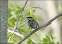 Blackpoll Warbler, Canada 19th of May 2009 Photo: Mikkel Høegh Post