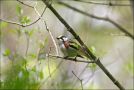Chestnut-sided Warbler, Canada 19th of May 2009 Photo: Mikkel Høegh Post