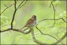 Hvidstrubet Spurv, White-throated Sparrow-  