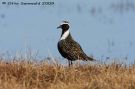 American Golden Plover, USA 7th of June 2009 Photo: Otto Samwald