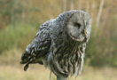Great Grey Owl, Sweden 30th of September 2009 Photo: Alf Petersson