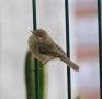 Canary Islands Chiffchaff, Spain 3rd of February 2008 Photo: Torben Laursen