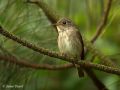 Dark-sided Flycatcher, China 18th of May 2009 Photo: Thurel Julien