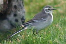 Citrine Wagtail, Faeroes Islands 12th of October 2009 Photo: Silas K.K. Olofson