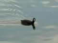 American Coot, USA 1st of May 2007 Photo: Jens Thalund