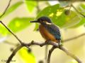Common Kingfisher, China 20th of May 2009 Photo: Thurel Julien