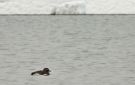 Long-tailed Duck, Female, summer, Norway 9th of July 2009 Photo: Henrik Kisbye