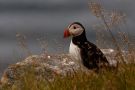 Atlantic Puffin, Rundelunde, Norway 7th of July 2009 Photo: Henrik Just