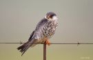 Amur Falcon, female, South Africa 10th of December 2009 Photo: Bo Tureby