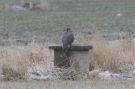Gyrfalcon, Sweden 1st of January 2010 Photo: Terry Townshend