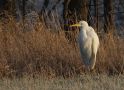 Great Egret, Sweden 3rd of January 2010 Photo: Mikael Nord