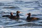 Surf Scoter, males, USA 18th of January 2010 Photo: Frode Jacobsen