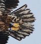 White-tailed Eagle, 2cy, Sweden 24th of January 2010 Photo: Axel Mortensen