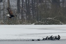 White-tailed Eagle, Angreb! Men blishønsene slap med skrækken denne gang... I øvrigt den eneste våge i Maribo-søerne, me, Denmark 24th of January 2010 Photo: Mogens Hansen