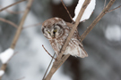 Boreal Owl, Finland 29th of January 2010 Photo: Johnny Salomonsson