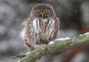 Eurasian Pygmy Owl, If looks could kill..., Finland 2nd of February 2010 Photo: Christian Axelsen