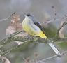 Grey Wagtail, Sweden 11th of February 2010 Photo: Ronny Hans Ingemar Svensson