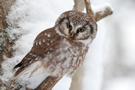 Boreal Owl, Finland 29th of January 2010 Photo: Johnny Salomonsson