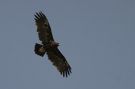 Greater Spotted Eagle, Immature, United Arab Emirates 9th of February 2010 Photo: Thomas Varto Nielsen