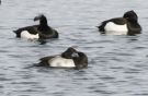 Lesser Scaup, Denmark 28th of February 2010 Photo: Anders Søgaard