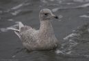 Iceland Gull, 2cy, Denmark 7th of March 2010 Photo: Carsten Gørges Laursen