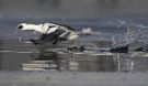Smew, Take off, Sweden 6th of March 2010 Photo: Tomas Lundquist