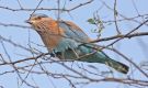 Indian Roller, India 14th of February 2010 Photo: Lars Falck