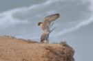 Barbary Falcon, male mating with a female of  'Atlantis' Peregrine Falcone (mixed pair), Morocco 8th of February 2010 Photo: Fabian Schneider