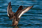 Greater Scaup, 2cy female, Denmark 6th of March 2010 Photo: Helge Sørensen