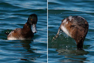 Greater Scaup, 2cy male, Denmark 6th of March 2010 Photo: Helge Sørensen