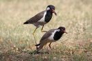 Red-wattled Lapwing, India 10th of March 2010 Photo: Erik Biering