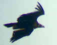 Cinereous Vulture, Denmark 3rd of April 2010 Photo: Ib Jensen