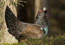 Western Capercaillie, Sweden 4th of April 2010 Photo: Thomas Bernhardsson