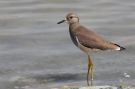 White-tailed Lapwing, Israel 23rd of March 2010 Photo: Peter Brostrøm