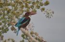 White-throated Kingfisher, Israel 27th of March 2010 Photo: Tonny Ravn Kristiansen