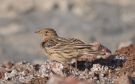 Red-throated Pipit, Israel 2nd of April 2010 Photo: Tonny Ravn Kristiansen