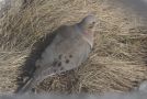 Mourning Dove, Greenland 11th of April 2010 Photo: Martin Kviesgaard