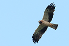 Booted Eagle, Spain 30th of March 2010 Photo: Helge Sørensen