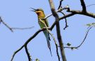Blue-tailed Bee-eater, India 6th of March 2010 Photo: Bo Jensen