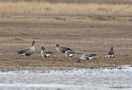 Lesser White-fronted Goose, Denmark 17th of April 2010 Photo: Peter Dam