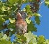 Eastern Subalpine Warbler, Greece 26th of March 2010 Photo: Eva Foss Henriksen