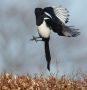 Eurasian Magpie, Up and away!, Denmark 19th of April 2010 Photo: Carsten Siems