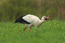 White Stork, Ringmærket på begge ben - med metalring på det højre ben, Denmark 9th of May 2010 Photo: Axel Mortensen